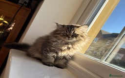 Persian cats for sale: Persian Kittens - 2 Males & 2 Females  - Image 15