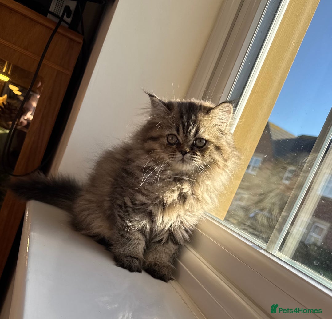 Persian cats for sale: Persian Kittens - 2 Males & 2 Females  - Image 15