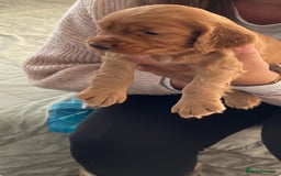 Cocker Spaniel dogs for sale: KC registered Working Cocker Spaniels For Sale - Image 9