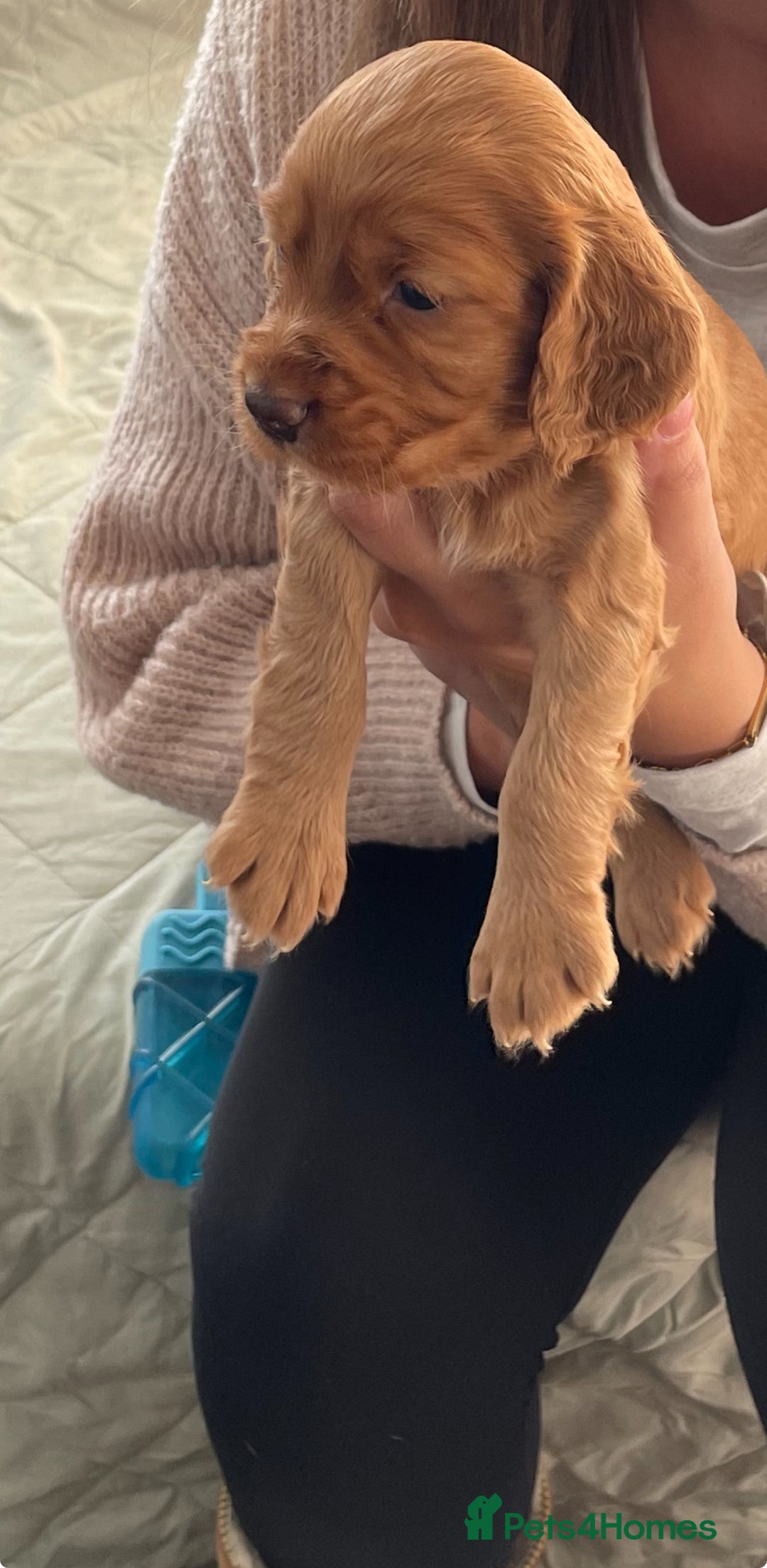 Cocker Spaniel dogs for sale: KC registered Working Cocker Spaniels For Sale - Image 9