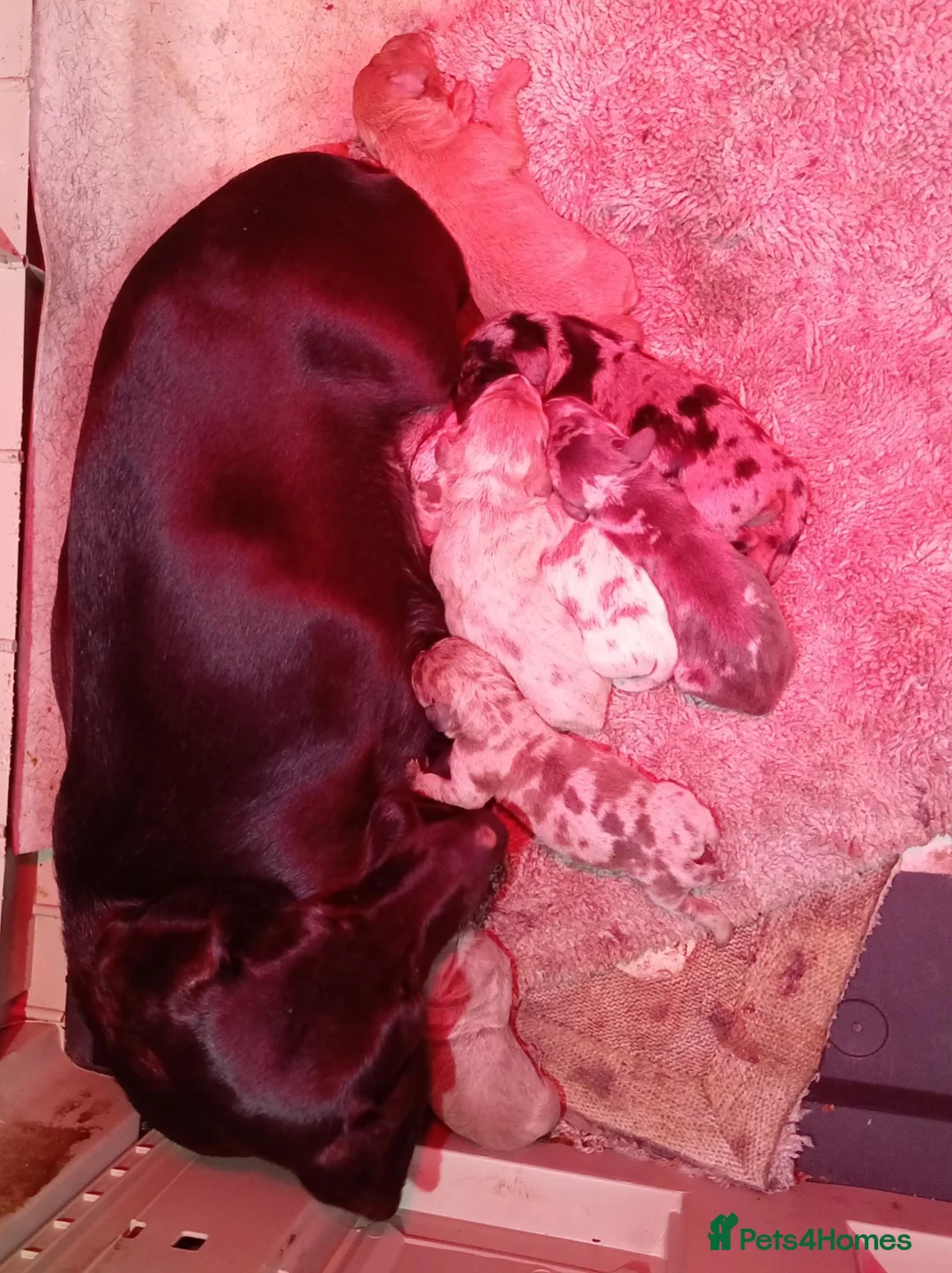 Miniature Dachshund dogs for sale: Miniature Dachshund  in Sheffield - Advert 1