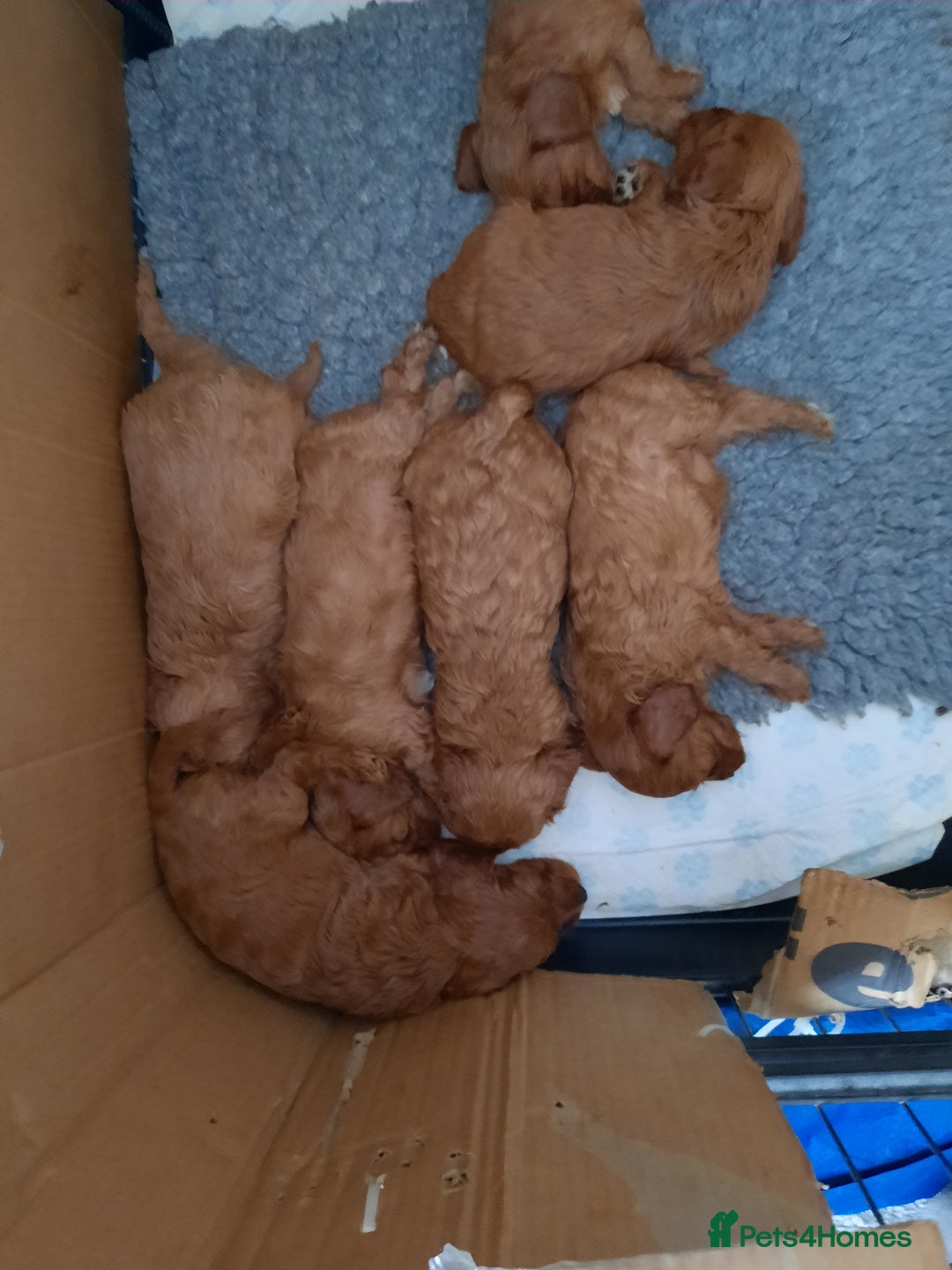 Cavapoo dogs for sale:  Cavapoo  - Advert 8