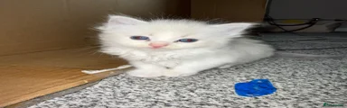 Ragdoll Kitten 1