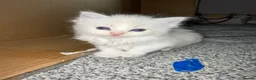Ragdoll cats for sale:     Stunning Ragdoll Kittens - Advert 6