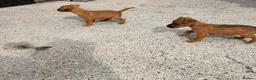 Lakeland Terrier dogs for sale: Lakeland terriers READY NOW - Advert 13