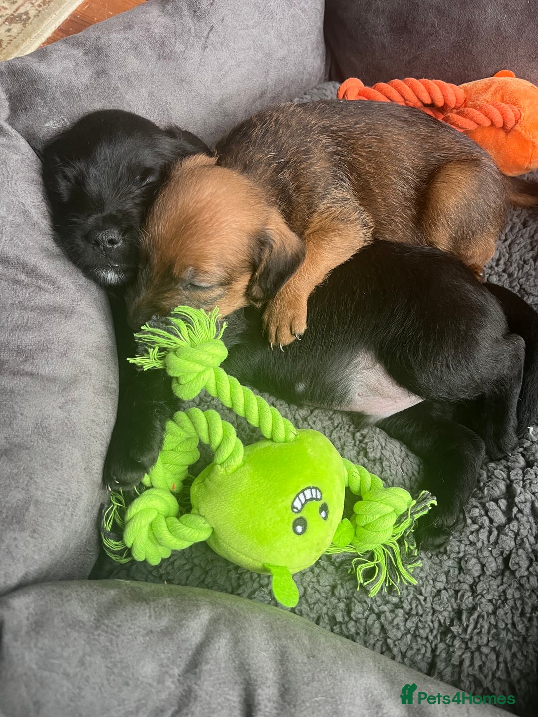 Mixed Breed dogs for sale: Gorgeous Plummer Terrier X Toy Poodle - Image 16