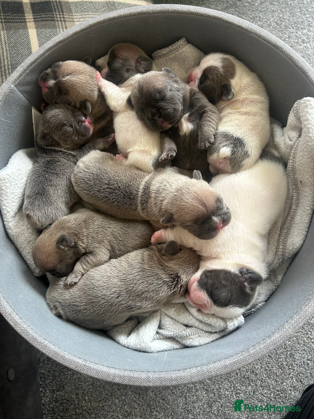 French Bulldog dogs for sale: REDUCED PRICE READY TO LEAVE NOW - Image 3