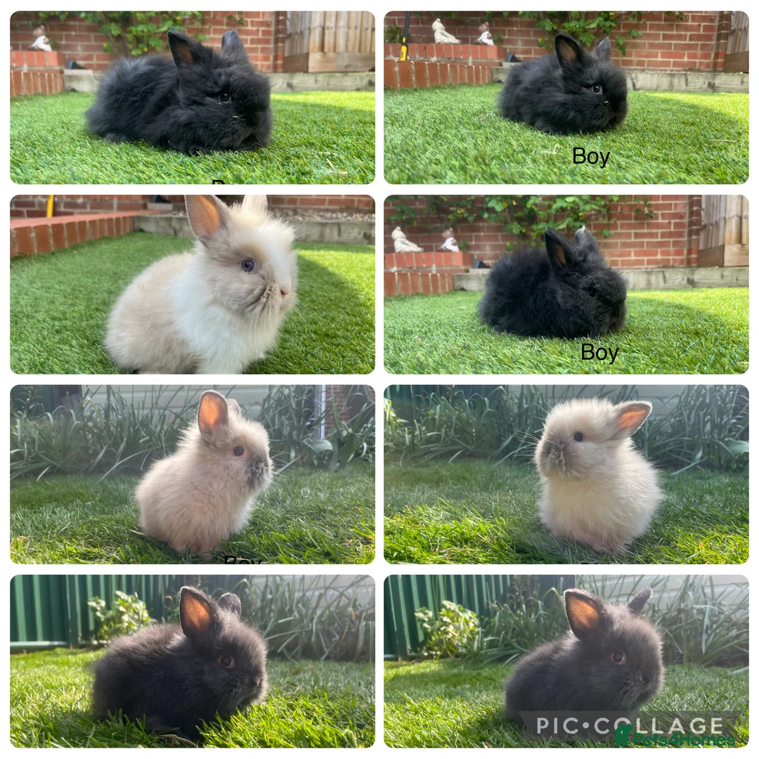 Lionhead rabbits for sale: Mini double maned lionheads and mini lops  - Advert 2