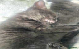 British Shorthair cats for sale: Cross British short hair kittens  - Image 7