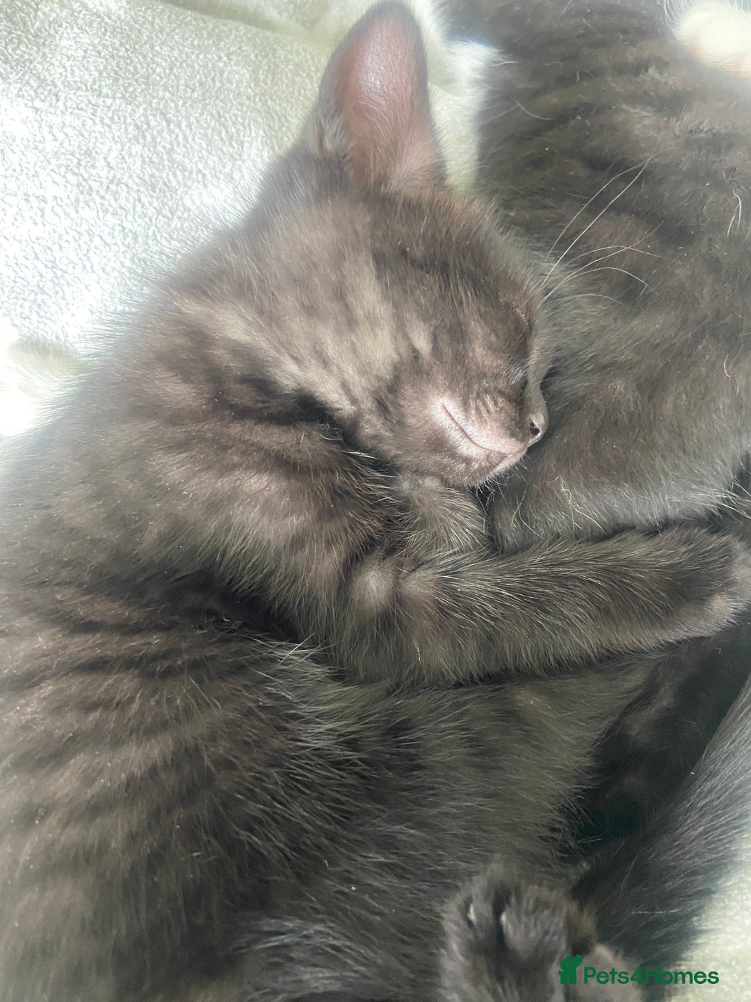 British Shorthair cats for sale: Cross British short hair kittens  - Image 7