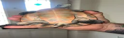 Turtle reptiles for sale: 2x Orange belly side neck with full setup - Advert 6