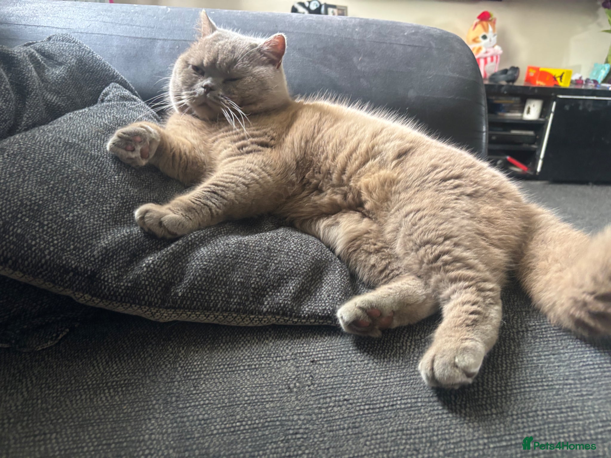 British Shorthair cats British shorthair proven stud - Advert 13