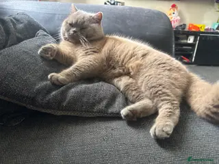 British Shorthair cats British shorthair proven stud - Advert 13