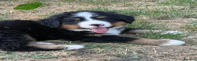 Bernese Mountain Dog 5