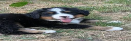 Bernese Mountain Dog dogs for sale:  Bernese mountain dog puppies in Chippenham - Advert 6