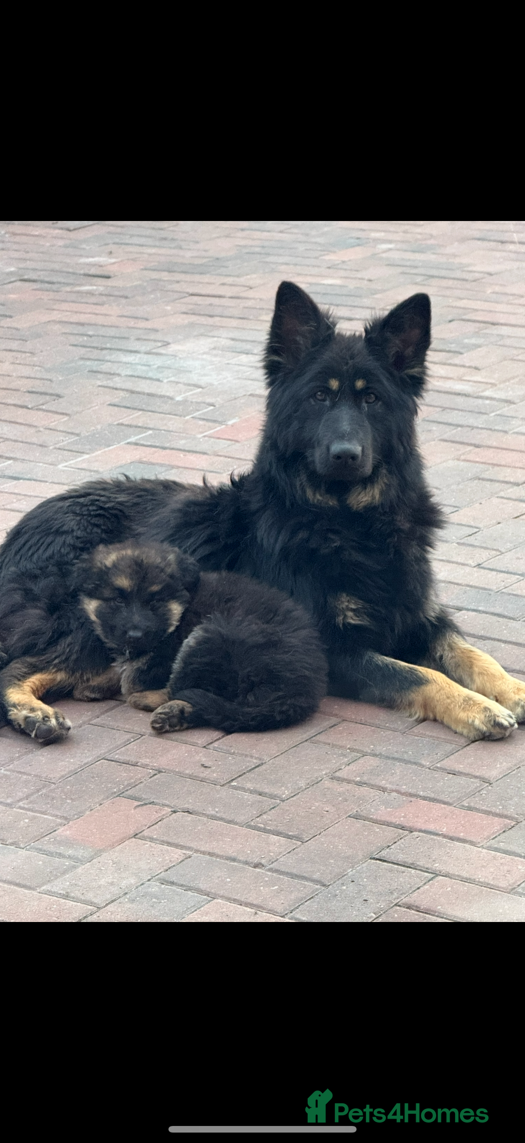 German Shepherd dogs for sale: German Shepherds  - Image 3