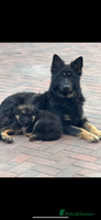 German Shepherd dogs - Advert 10