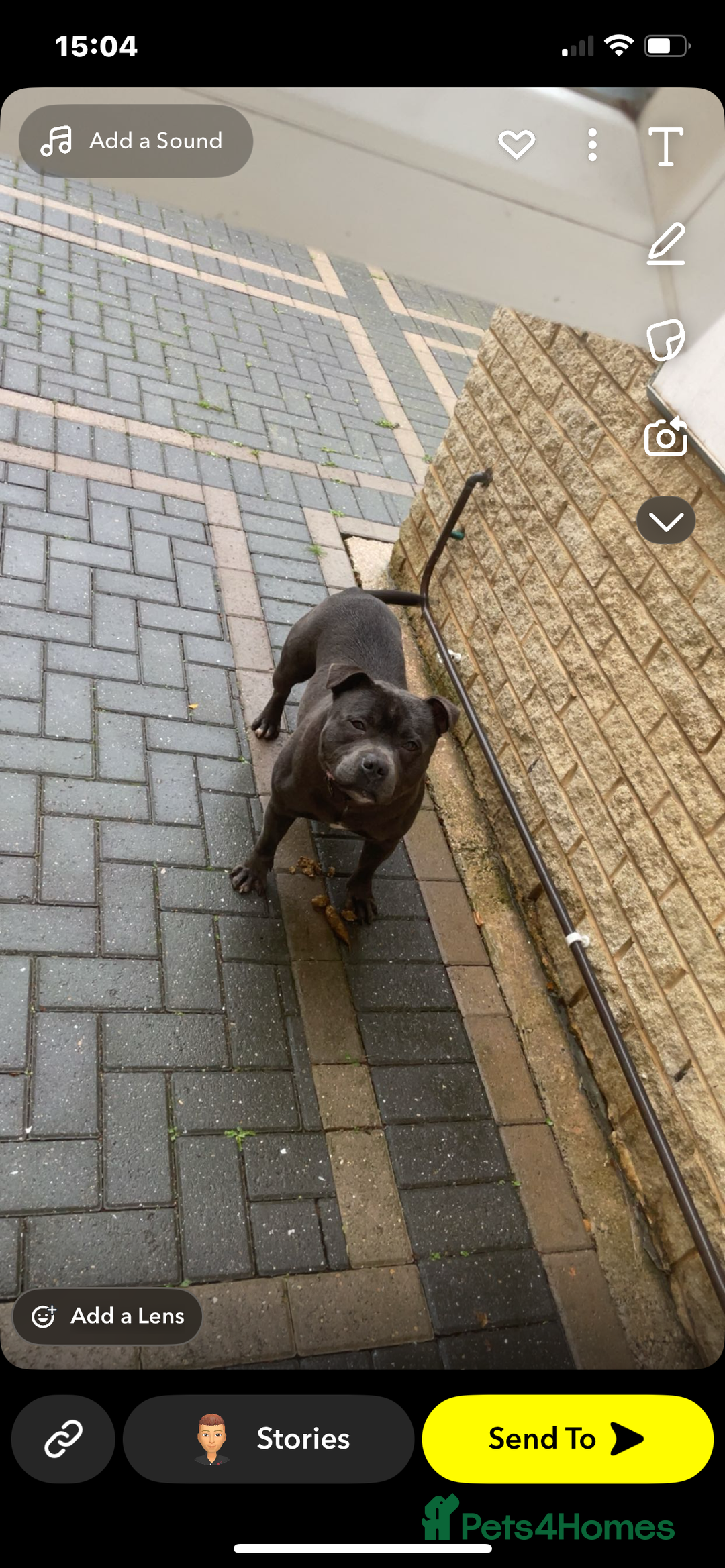 Staffordshire Bull Terrier dogs for sale: Blue Staffordshire bull terrier puppies  - Advert 2