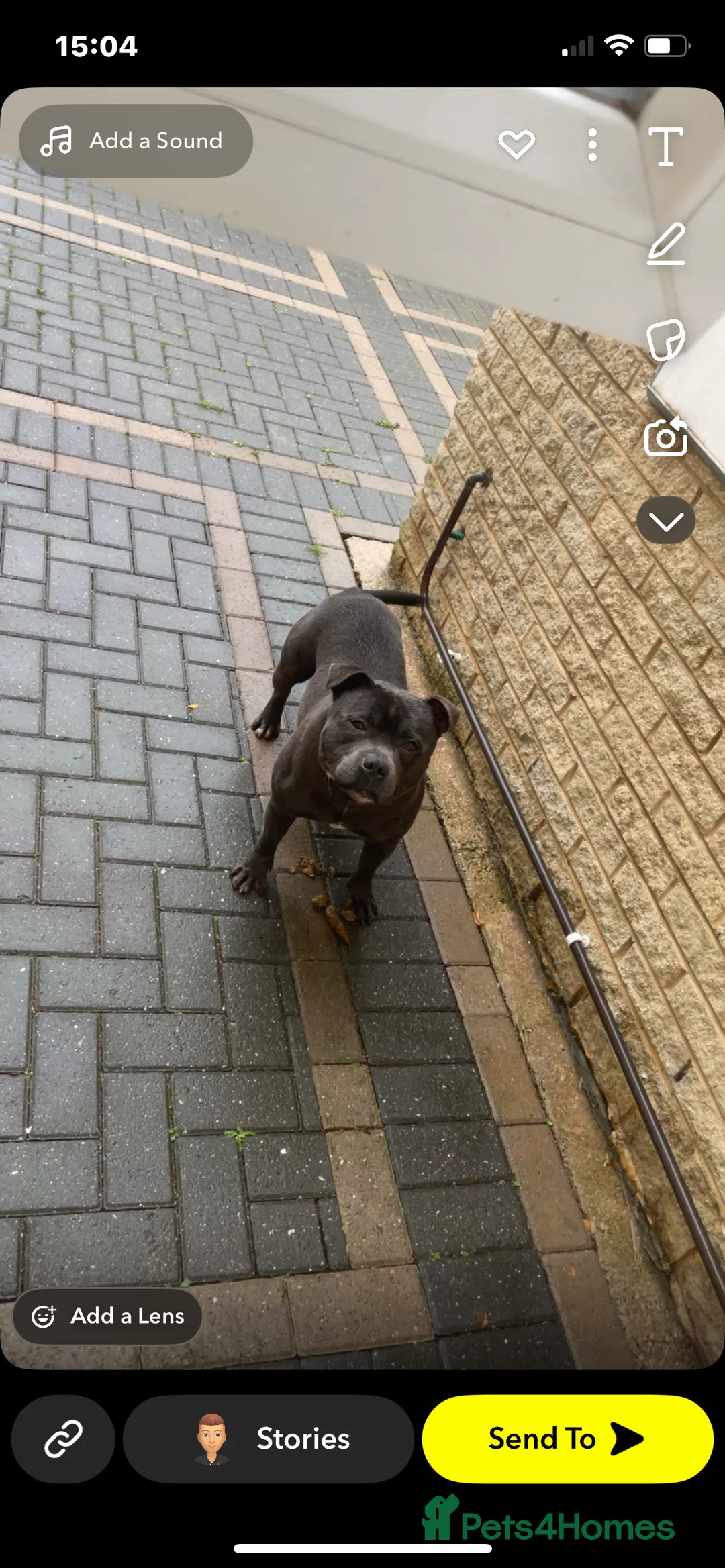 Staffordshire Bull Terrier dogs for sale: Blue Staffordshire bull terrier puppies  - Advert 2