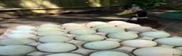 Ducks poultry for sale: Fertile Indian runner duck eggs for sale  - Advert 1