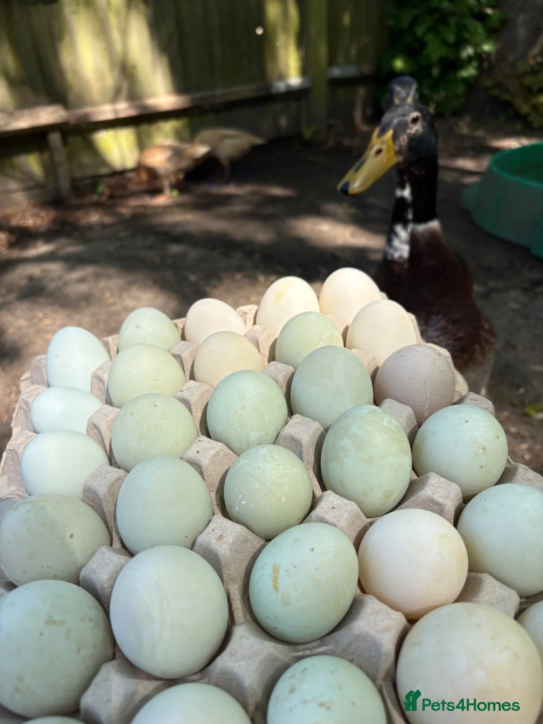 Ducks poultry for sale: Fertile Indian runner duck eggs for sale  - Advert 1