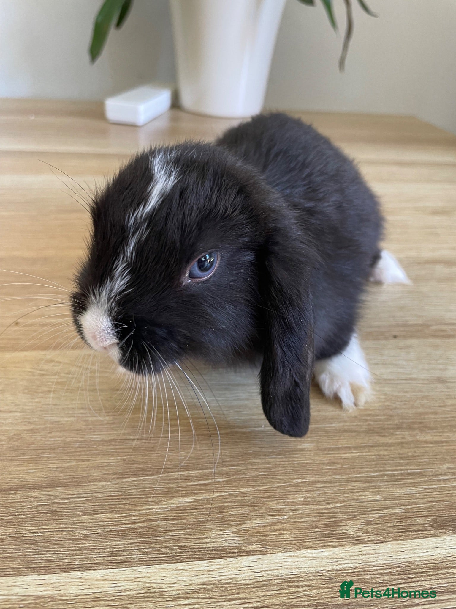 Mini Lop rabbits Mini lop rabbits - Advert 15