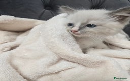 Ragdoll cats for sale: 7 beautiful blue mitted ragdoll kittens - Image 5