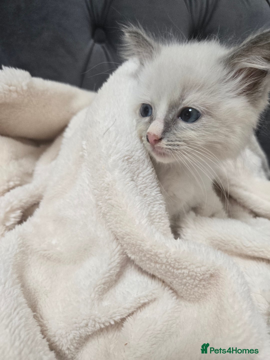 Ragdoll cats for sale: 7 beautiful blue mitted ragdoll kittens - Image 5