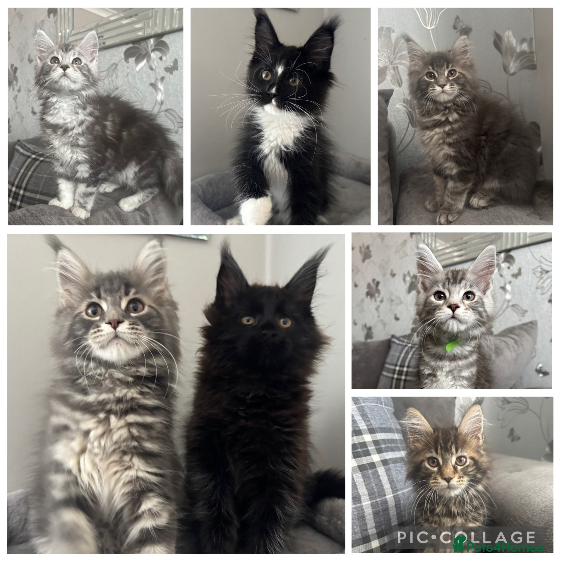 Maine Coon cats AMAZING HEALTH TESTED TICA REG MAINE COON KITTENS  - Advert 1