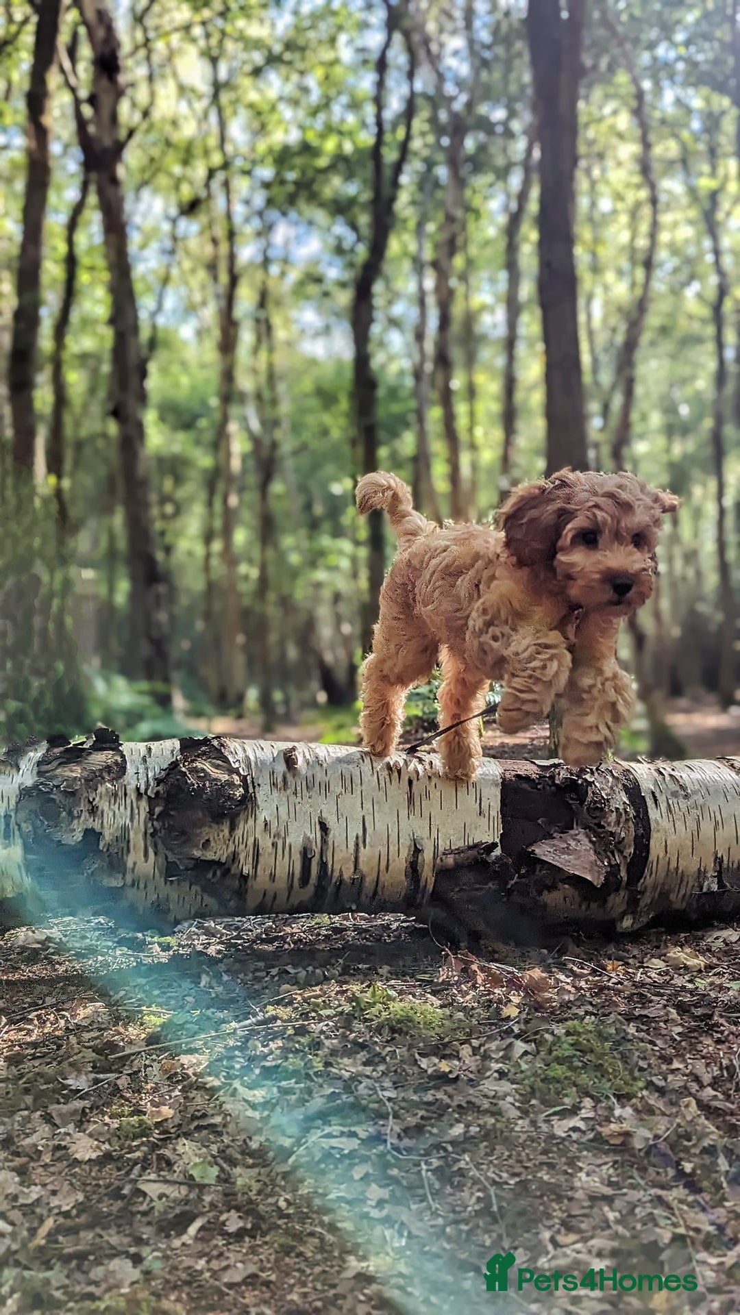 Cavapoo dogs for sale: Welcome to Cotswold Cavapoos - Advert 23