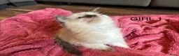 Ragdoll cats for sale: Beautiful Ragdoll Kittens for sale (REDUCED) - Advert 8