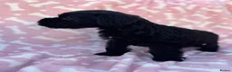 Miniature Schnauzer dogs for sale: All black mini schnauzer  - Advert 18