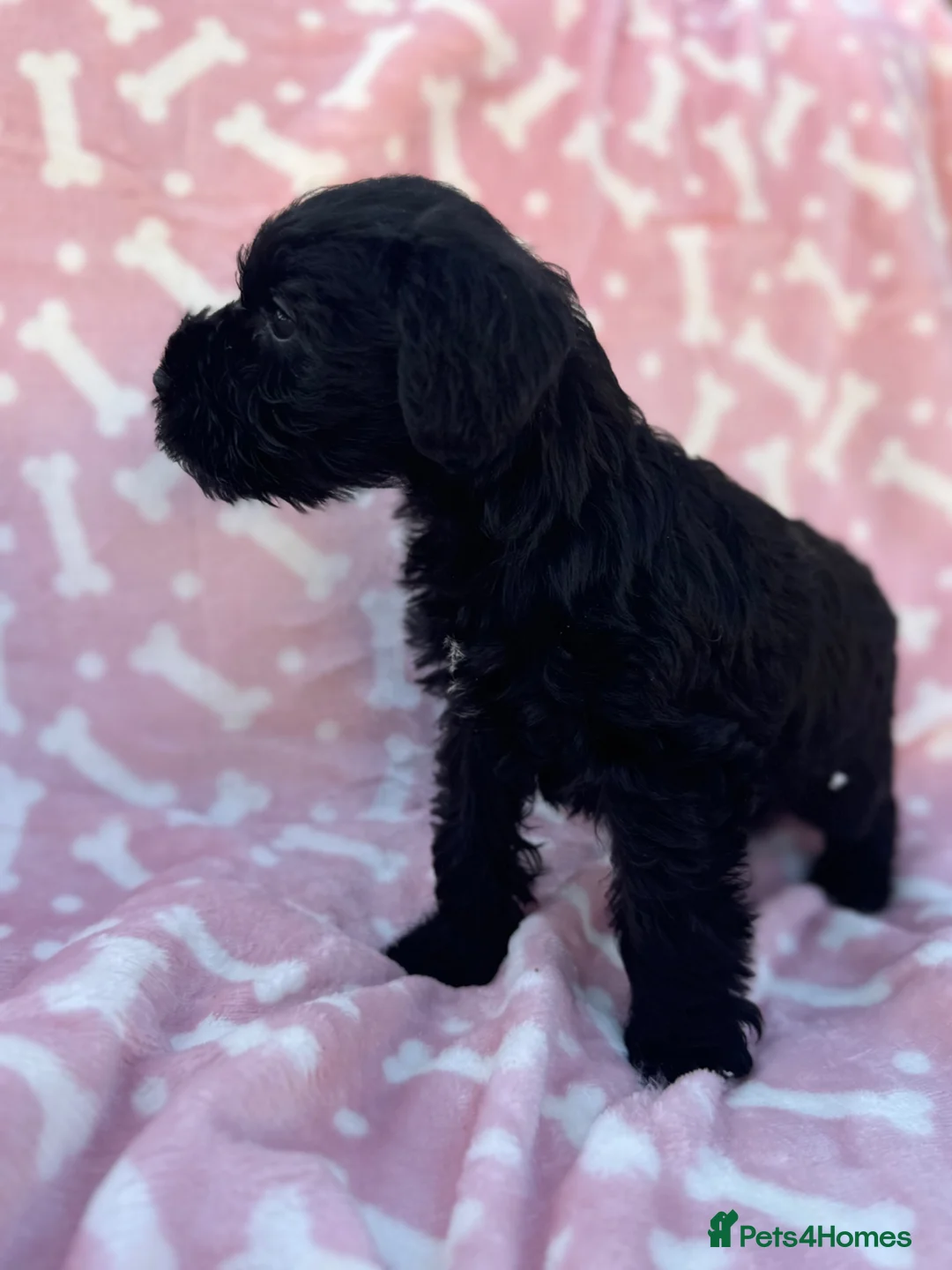 Miniature Schnauzer dogs for sale: All black mini schnauzer  - Advert 18
