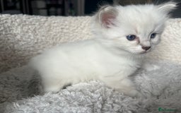 Ragdoll cats for sale: GCCF Ragdoll kittens ready now - Image 7