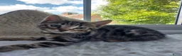 Bengal cats for sale: One BOY💙 left Half BENGAL Mixed X Tabby - Advert 7