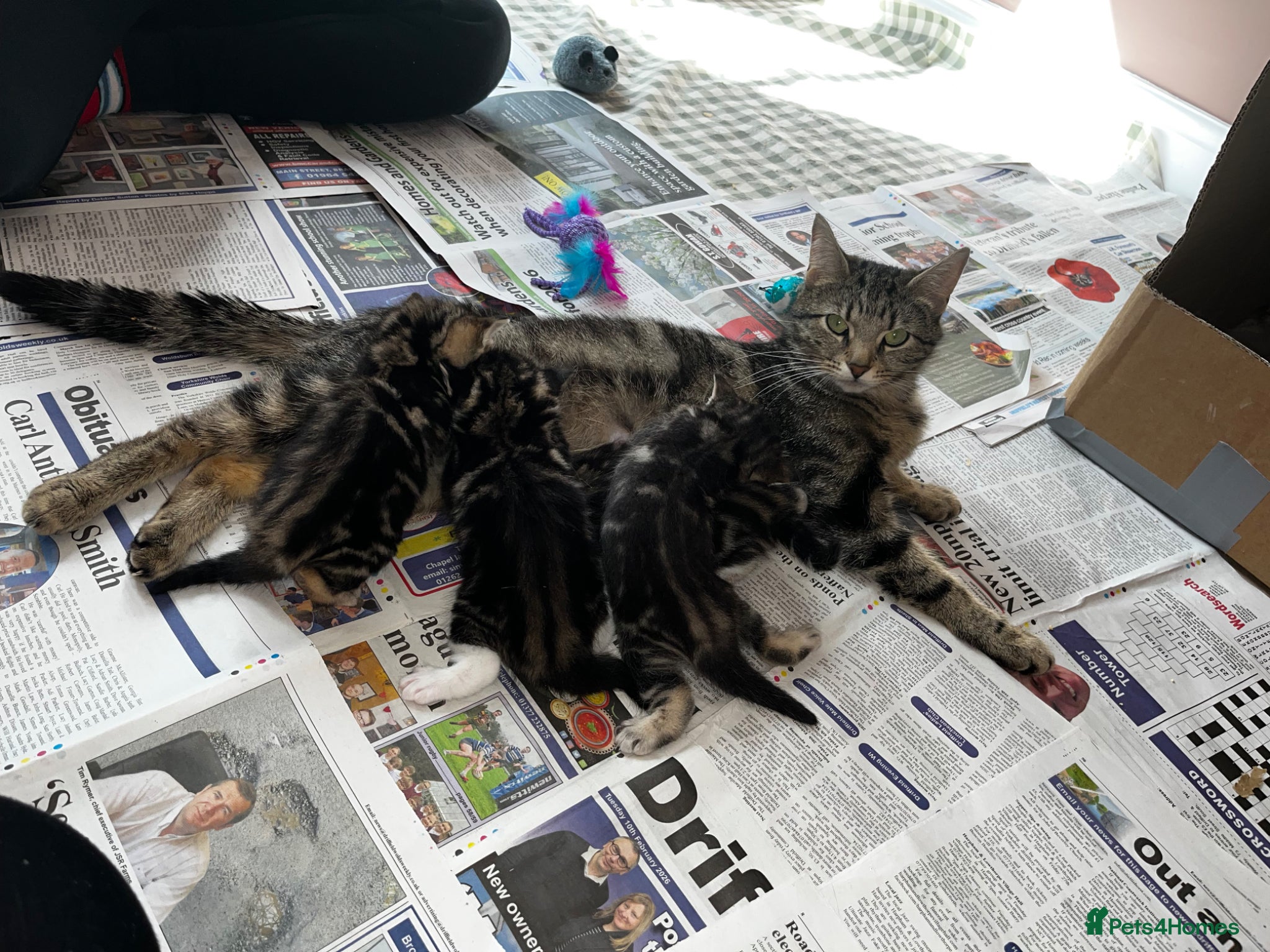 Mixed Breed cats for sale: Beautiful Tabby kittens for sale  - Advert 18