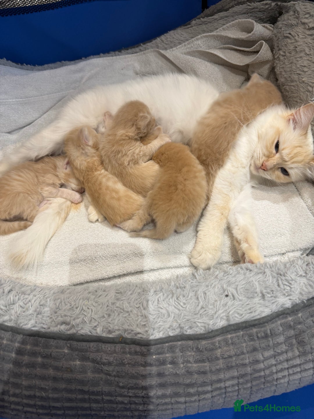 Ragcoon cats for sale: Ragdol Maincoon Cross vert rare fawn colour - Image 5