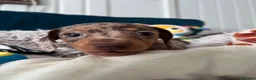 Miniature Dachshund dogs for sale: 🐾 Beautiful Miniature Dachshund Puppies  - Advert 7