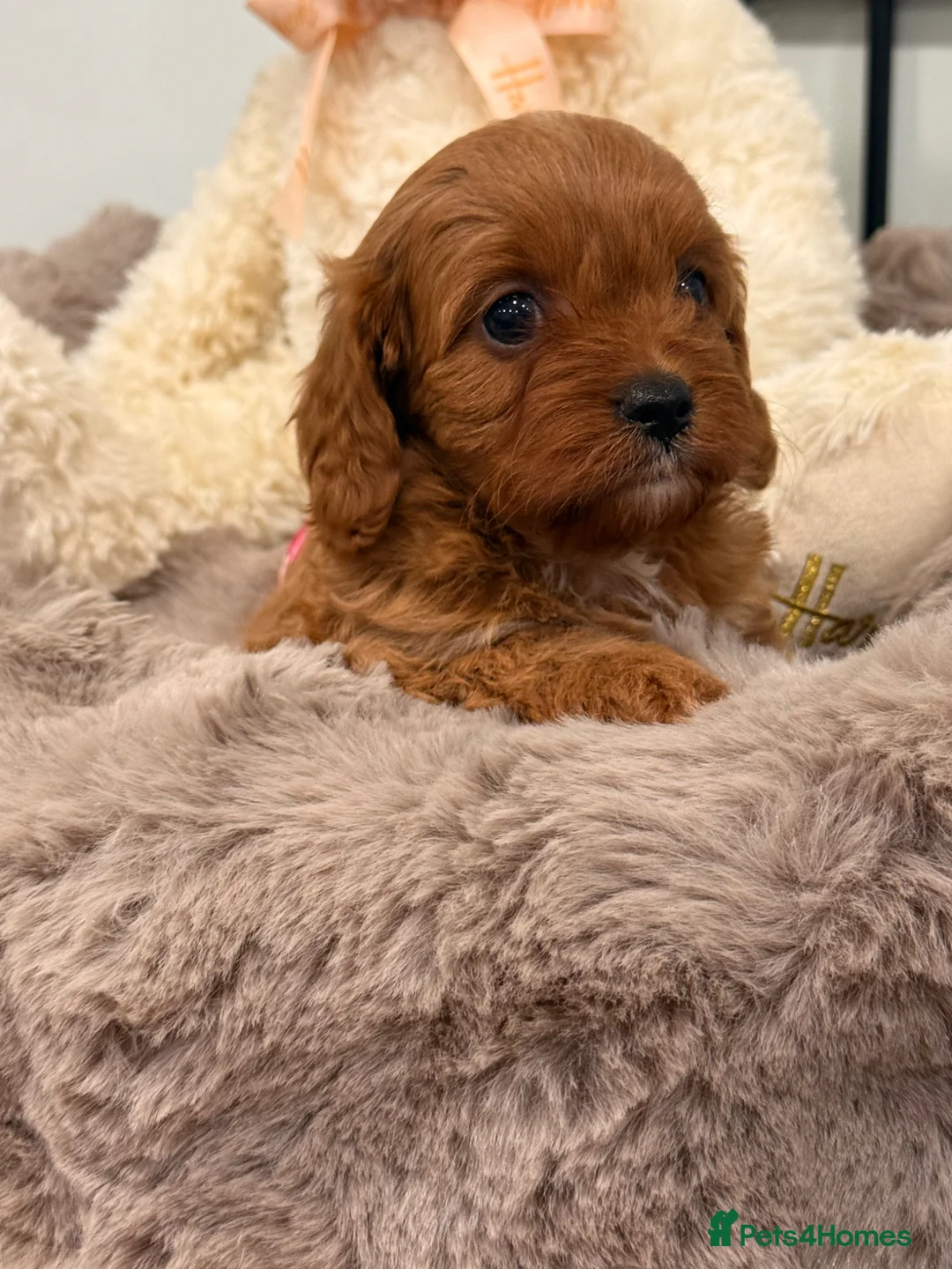 Cavapoo dogs for sale: Deep red f1 cavapoos. Full dna & health clear  - Advert 2