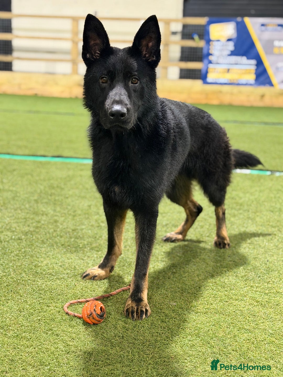 German Shepherd dogs for sale: Super pedigree working bi colour male  - Advert 3