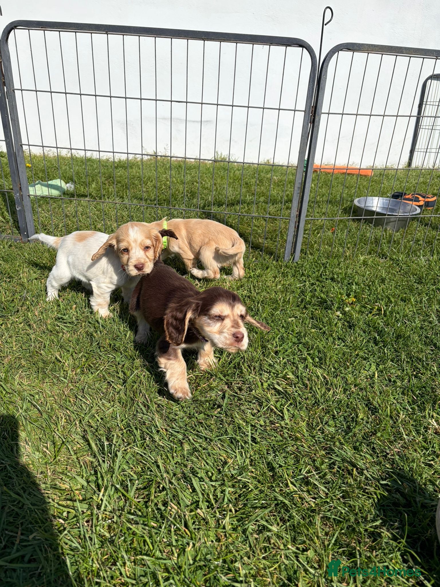 Cocker Spaniel dogs Cocker Spaniel puppies - Advert 2