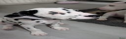 Dalmatian dogs for sale: Dalmatian puppies ready advert fully - Advert 9