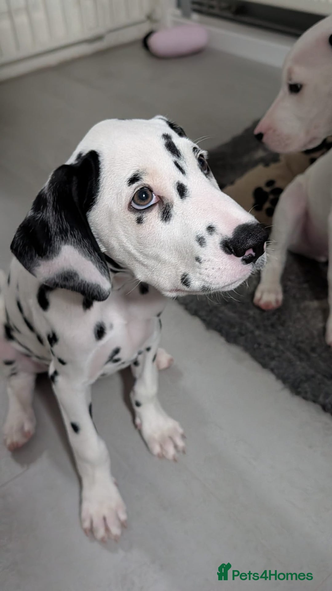 Dalmatian dogs for sale: Dalmatian puppies ready advert fully - Advert 9