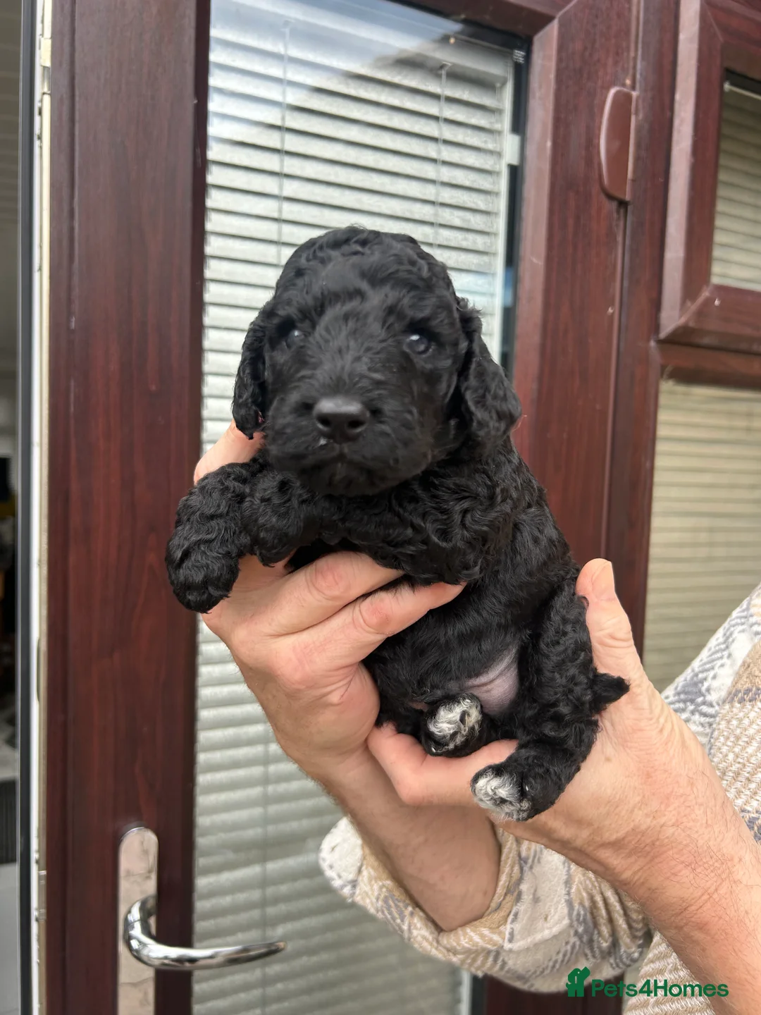 Cockapoo dogs for sale: F2 Cockapoo pups in Burnley - Advert 2