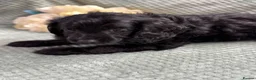 Cavapoo dogs for sale: Beautiful Cavapoo puppies - Advert 21