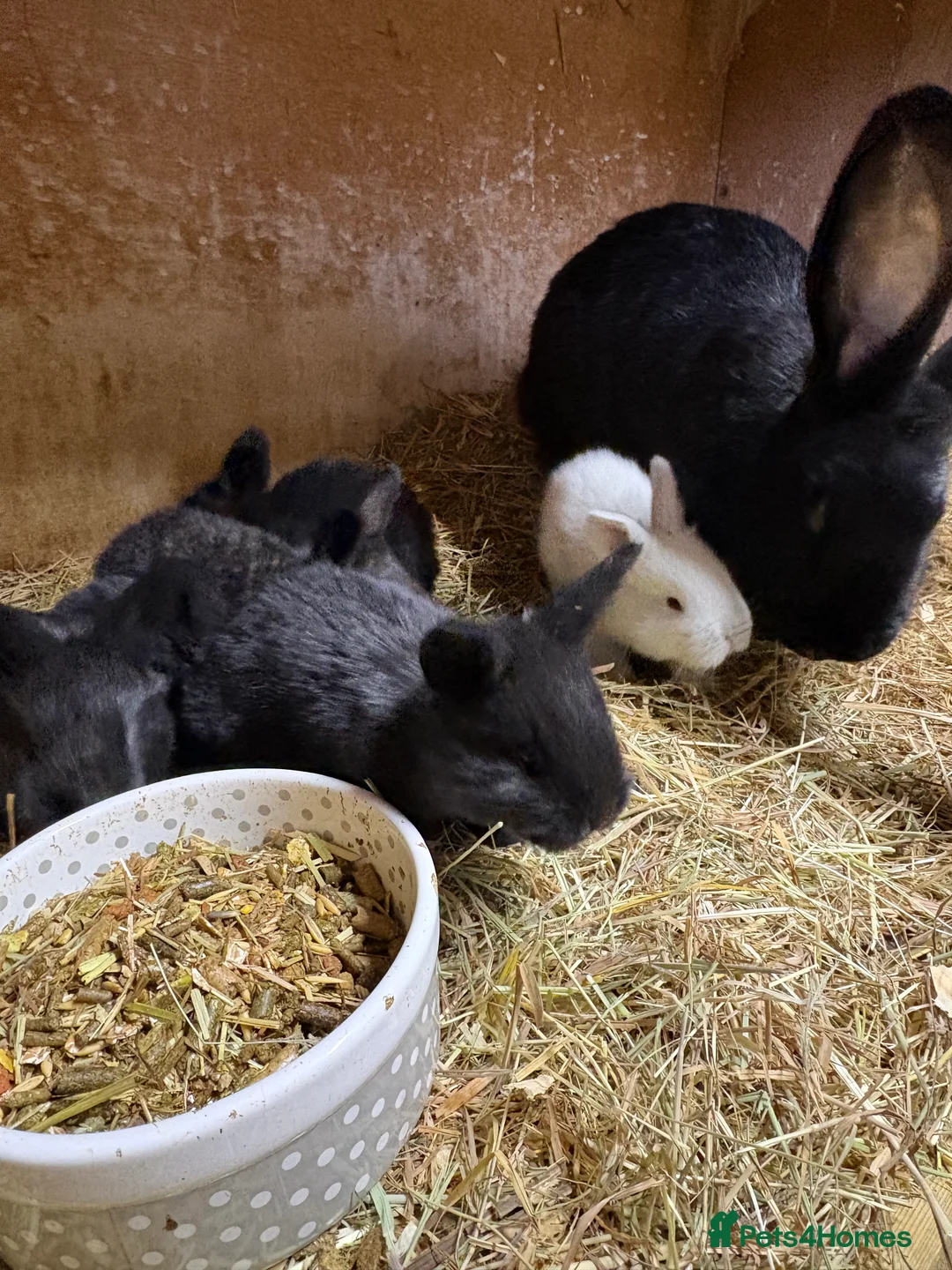 Continental Giant rabbits for sale: Continental giant rabbits  - Advert 9