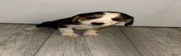 Beagle dogs for sale: Beagle Puppies - Advert 12