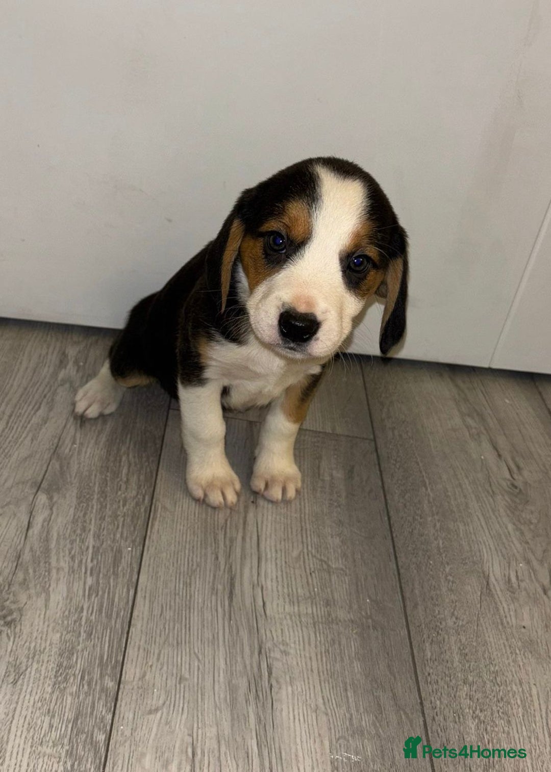 Beagle dogs for sale: Beagle Puppies - Advert 12
