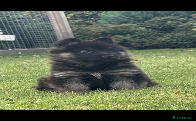 German Shepherd dogs - Advert 5