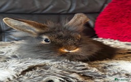 Mixed Breed rabbits for sale: Netherland dwarf and lionhead mixed bunnies - Image 7
